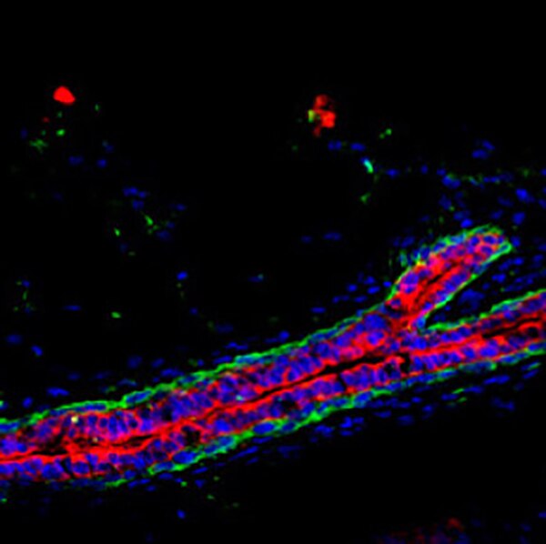 Immunofluorescent (IF) image, acquired with a fluorescence microscope, of mammary tissue sections from mice labeled with DSHB anti-Krt8 [TROMA-I] (in red). PMID: 39321020, Fig. 3F